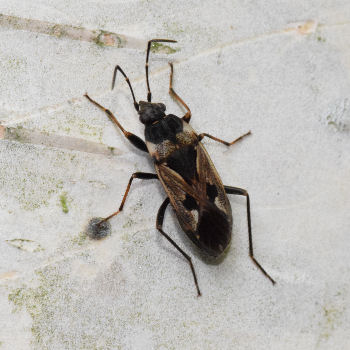 insect